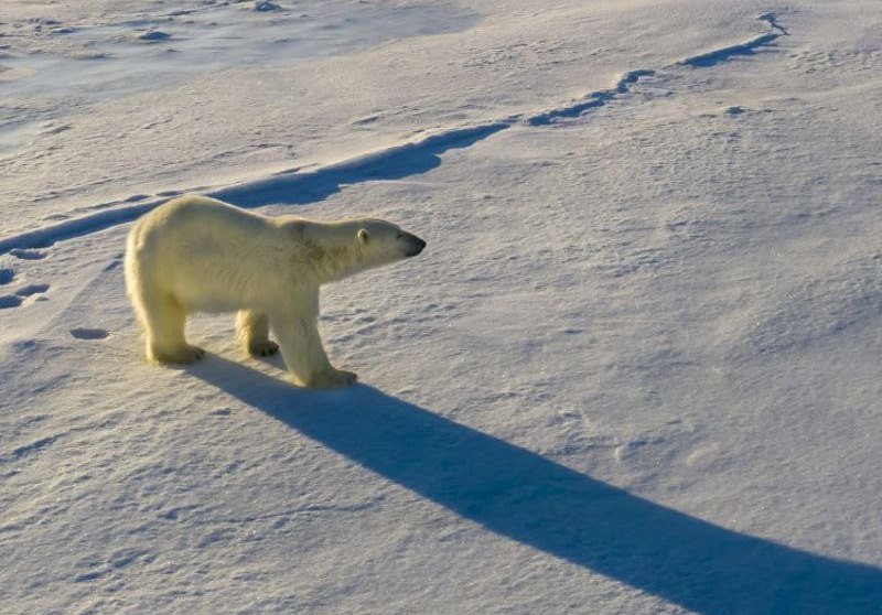 den polarnogo medveda