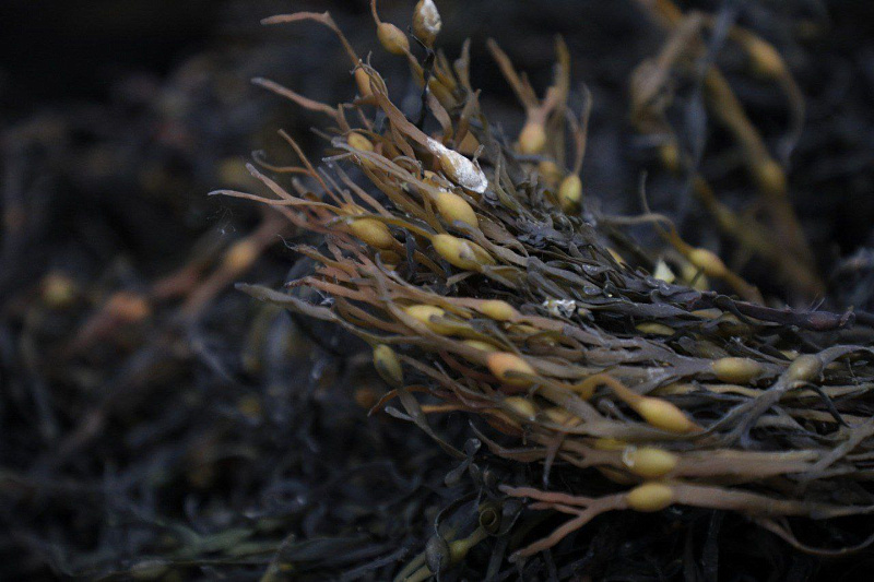 Фото: Пресс-служба Губернатора и Правительства Архангельской области jmjpwymmpsex140cihi4v9edsgtzpw1p